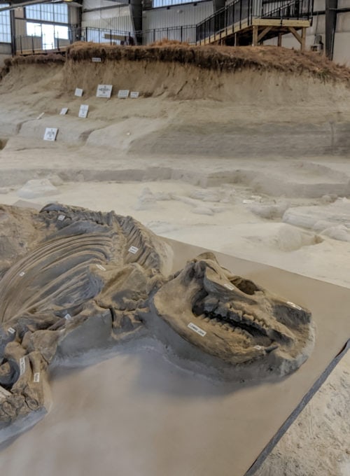 Nebraska's Pompeii: Exploring a prehistoric graveyard at Ashfall Fossil Beds State Historical Park