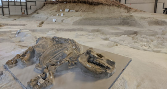 Nebraska’s Pompeii: Exploring a prehistoric graveyard at Ashfall Fossil Beds State Historical Park