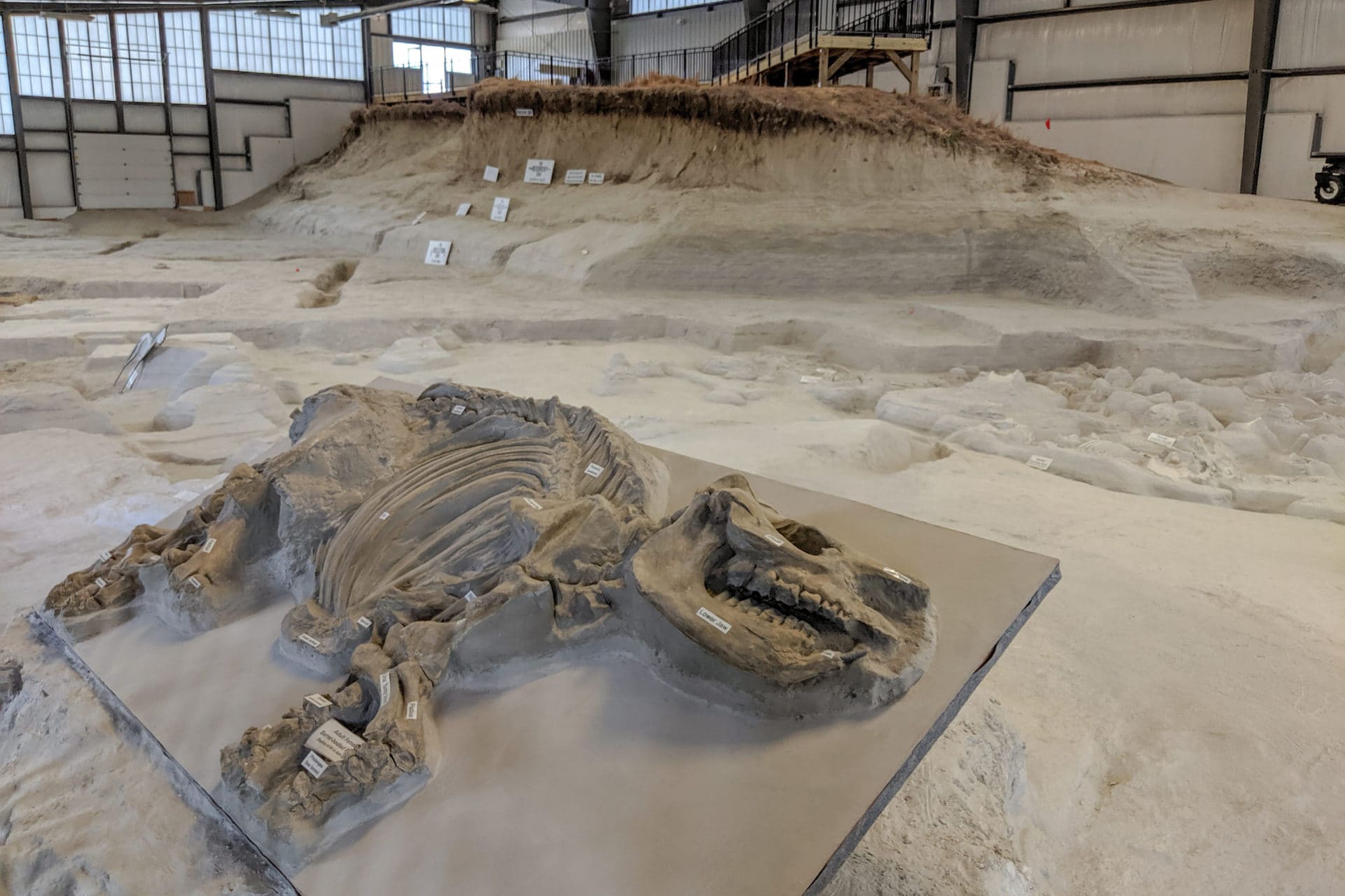 Nebraska's Pompeii: Exploring a prehistoric graveyard at Ashfall Fossil Beds  State Historical Park - Roadtrippers