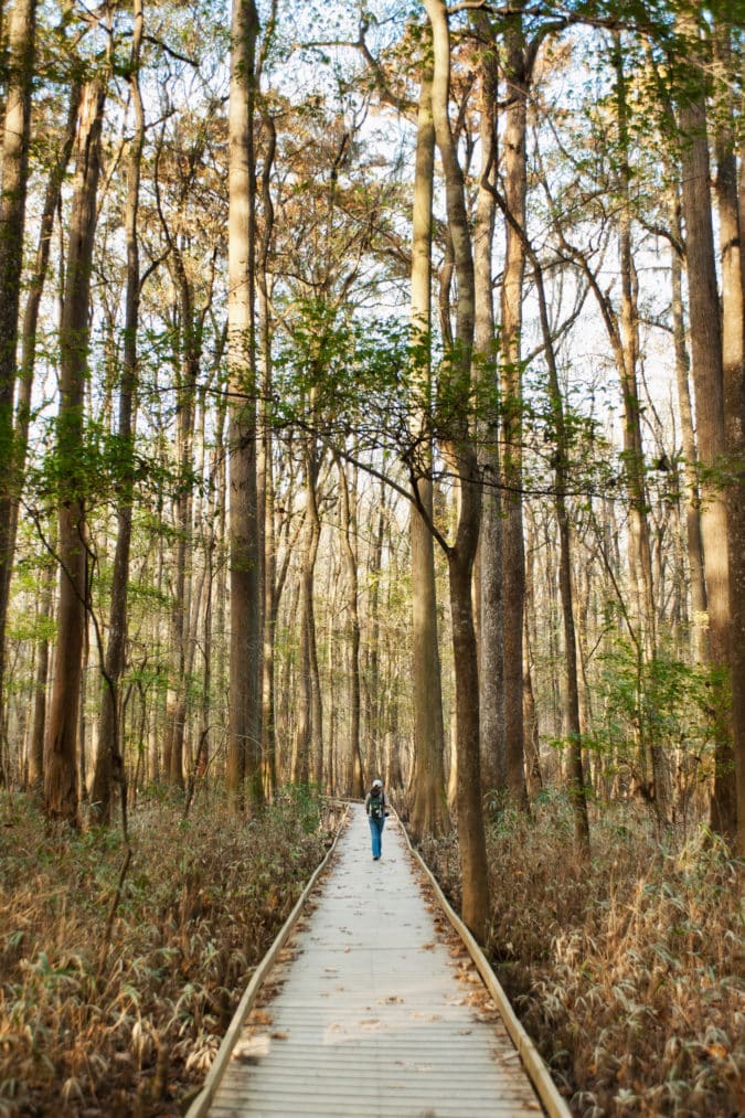 Autumn in Congaree National Park.