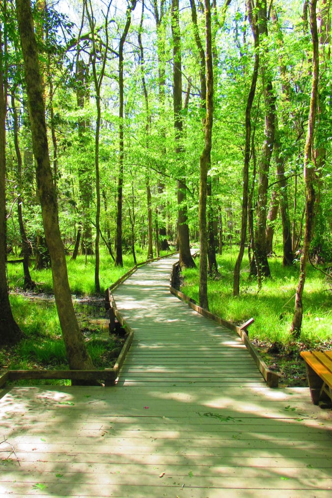 The 2.5-mile boardwalk loop offers visitors a close-up look at the marshy sections of the park.