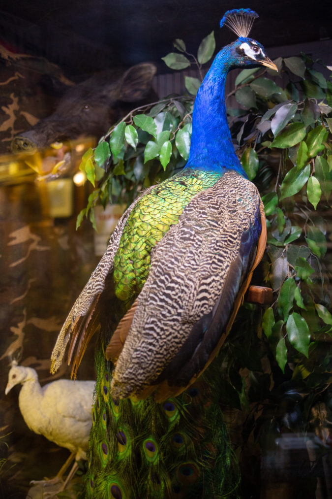 A peacock.