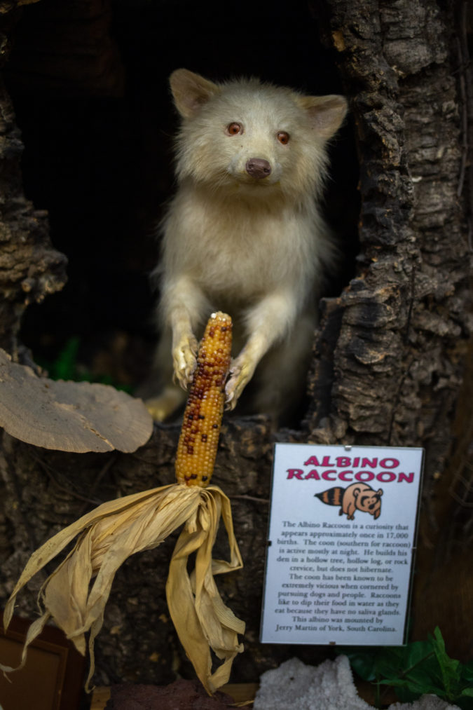 Albino raccoon.