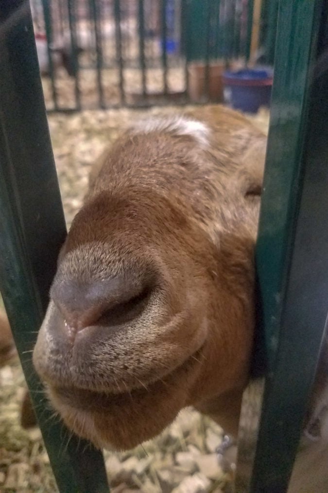 The prize-winning goat at the Grant County Fair.