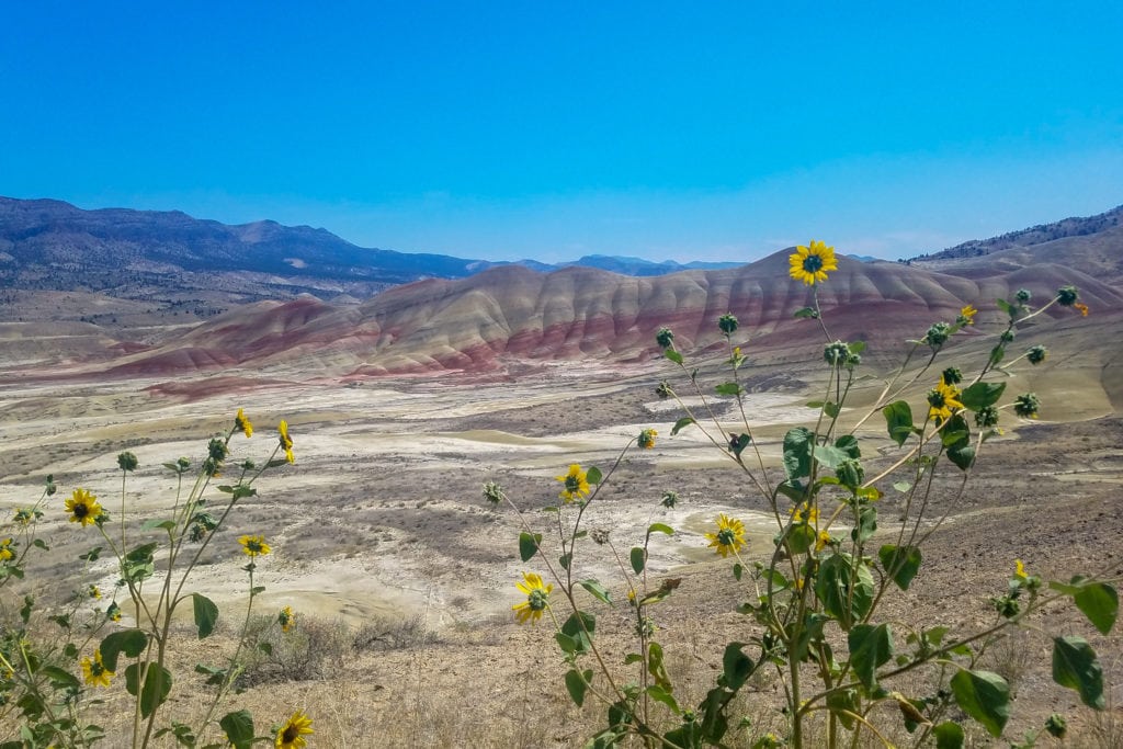 The painted hills during a wildflower bloom.