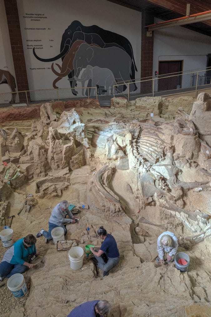 The back wall shows how big the mammoths were in life.