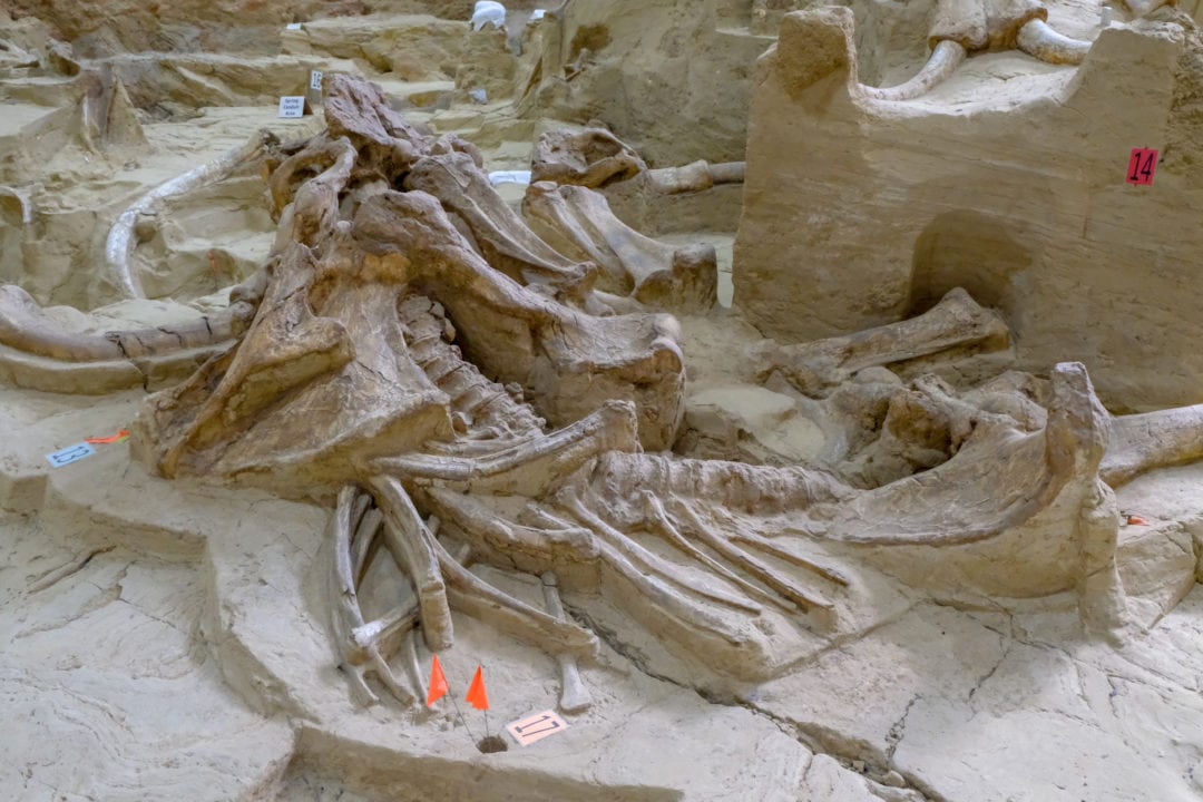 A jumbled pile of mammoth bones, including vertebrae, limbs, and ribs.