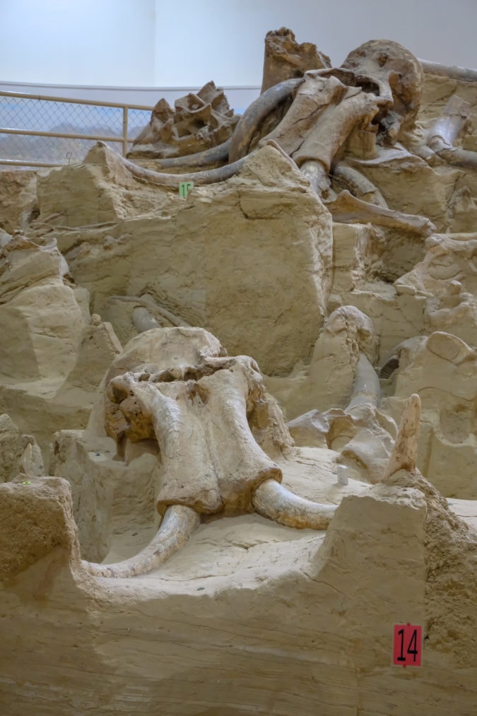 Carefully excavated mammoth skulls.