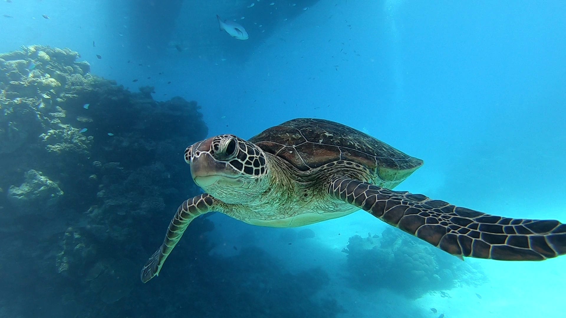 Shell yeah: Florida’s Turtle Hospital offers up-close encounters with