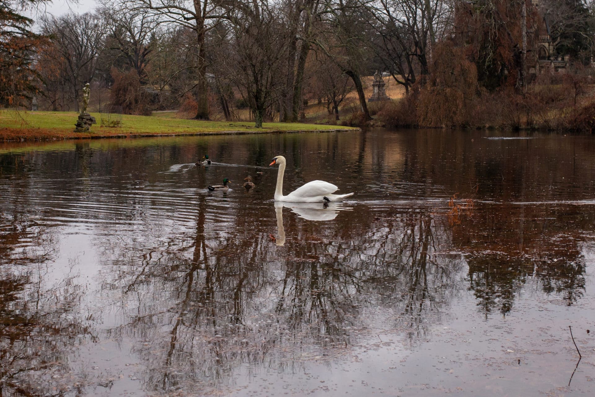 A swan in Geyser Lake.