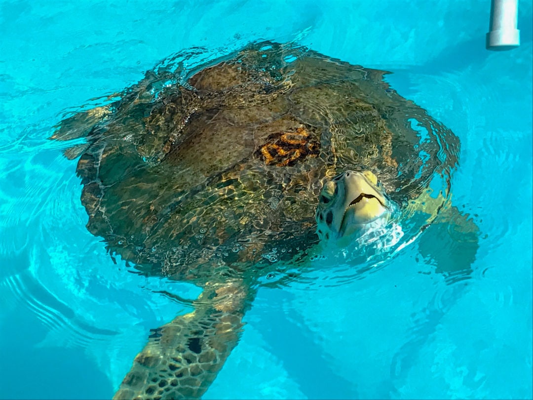 A patient swimming in the rehab tank at the Turtle Hospital.