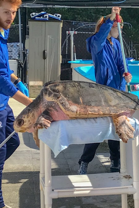 Shell yeah: Florida's Turtle Hospital offers up-close encounters with ...