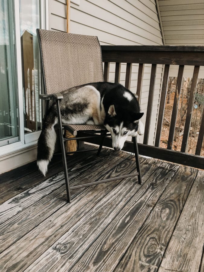 Black and white husky curls up in a chair on a wooden deck