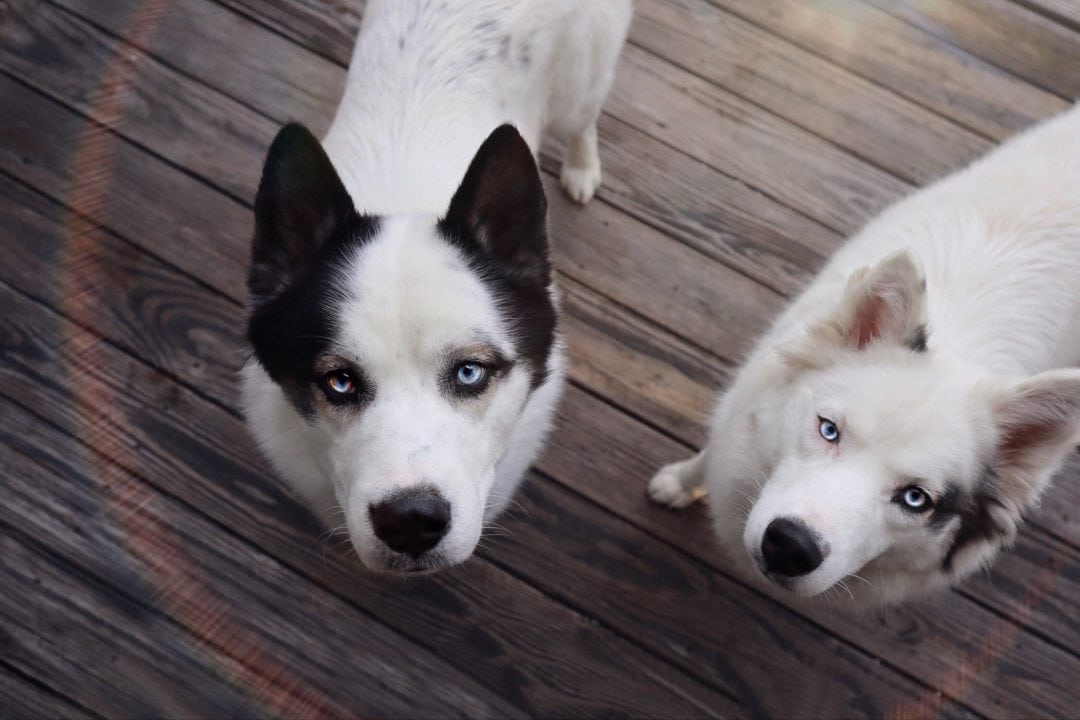 Two black and white huskies with light blue eyes stand on a deck and look up at camera