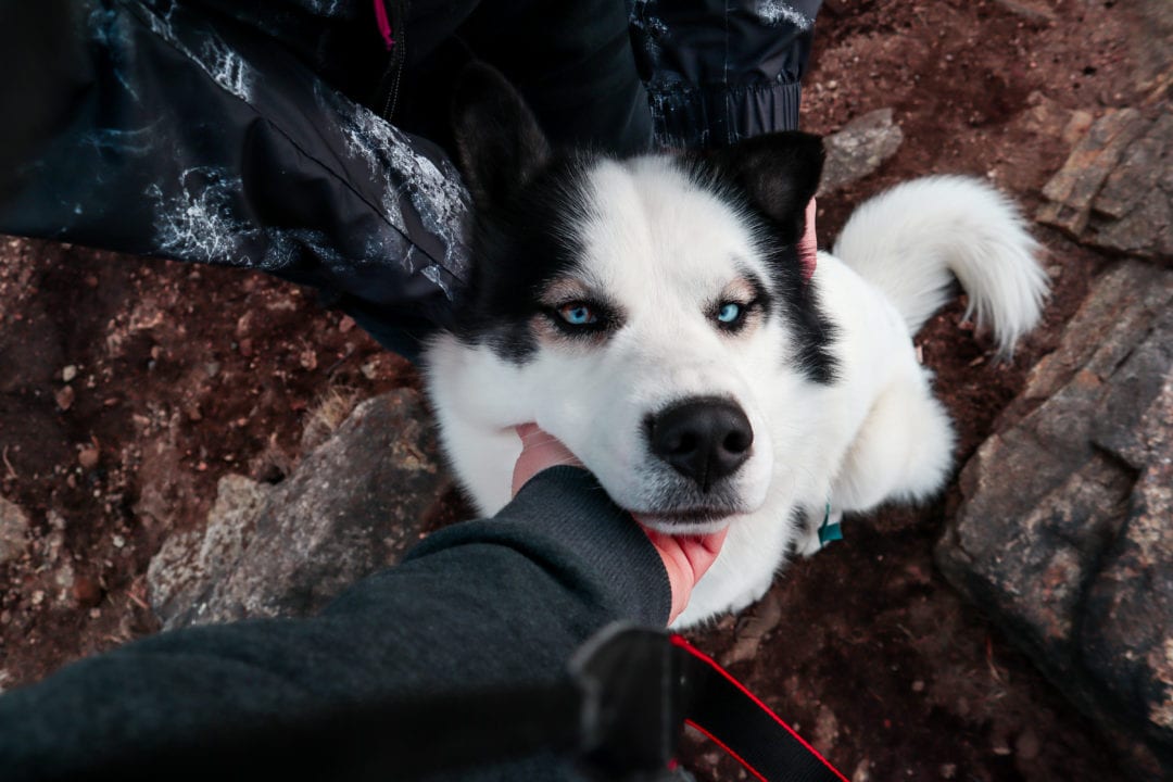 Handing reaching down to pet a black and white husky with piercing blue eyes