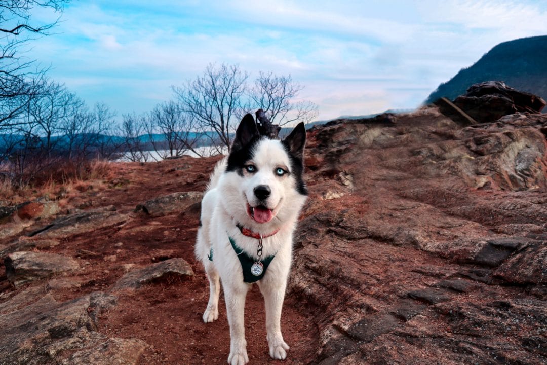 Black and white Siberian husky with blue eyes on red rocks looks at camera with tongue out