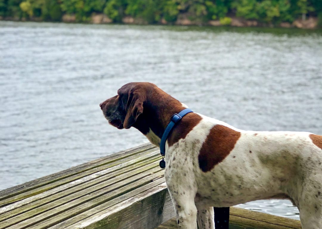 German shorthaired pointer dog standing on a dock overlooking the water
