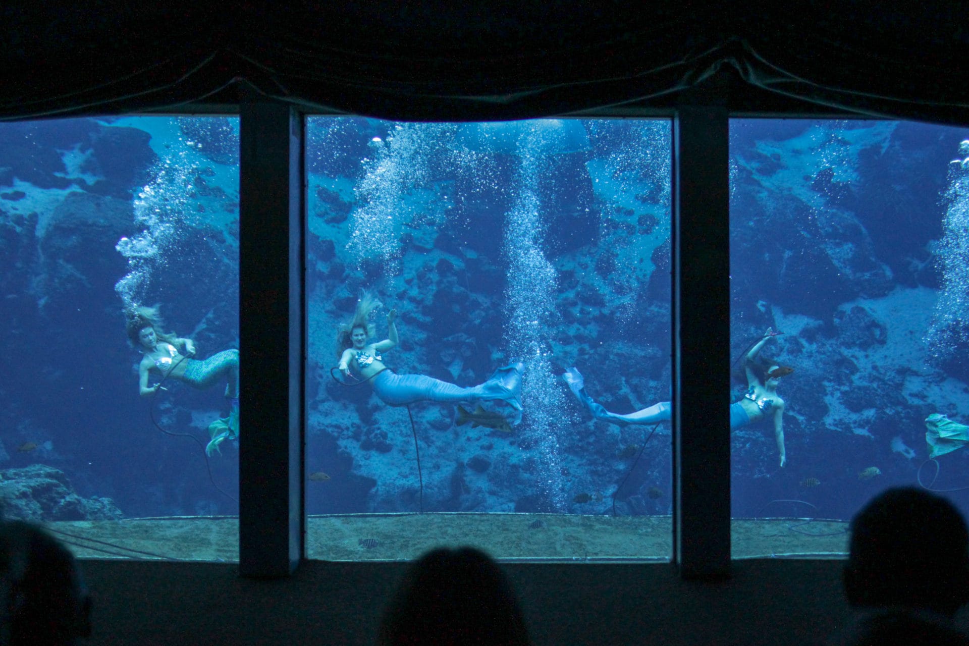 The mermaids perform 365 days a year.