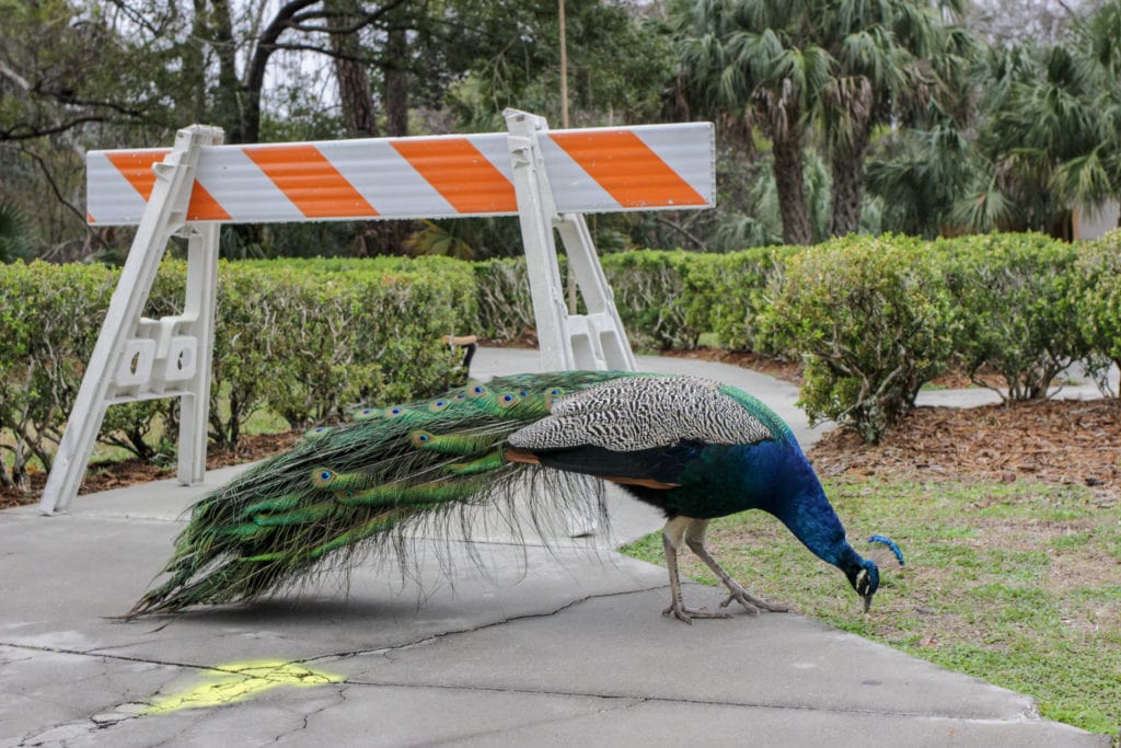 Peacocks roam the grounds.