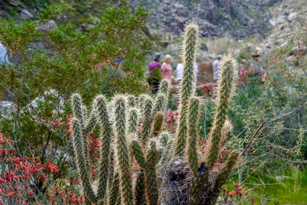 Cacti grow along the trail in Tahquitz Canyon.