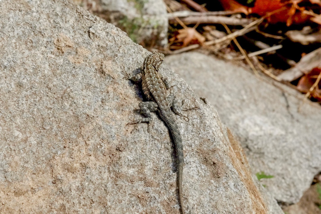 Several lizard species can be spotted throughout the canyon.