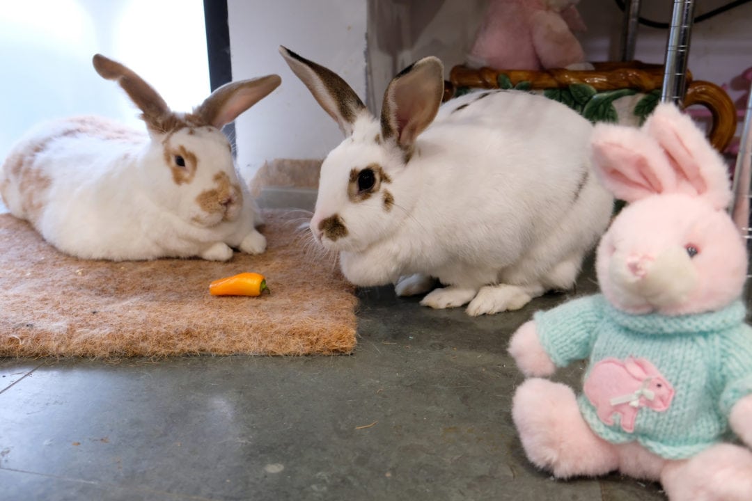 Butterscotch and Jumper are Flemish Giants, a large breed of domestic rabbit. They live inside the museum in a gallery called “The Warren,” named for elaborate bunny-burrow tunnels.