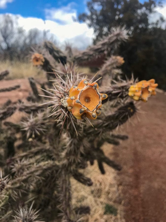 The yellow fruit of a cholla cactus.
