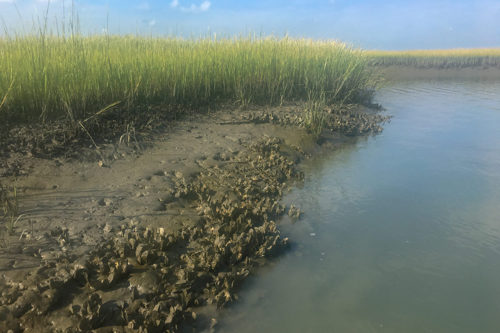 Wild oysters thrive in the muddy marshes on the Eastern Shore of Virginia.