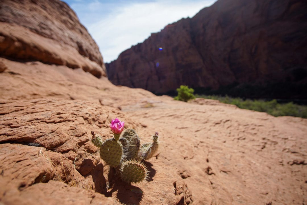A colorful cactus blooming along the Colorado River in northern Arizona.