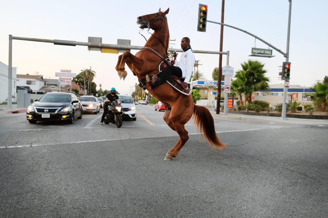 Cowboy Mike and Tex stop traffic on Imperial Highway while rearing up. 