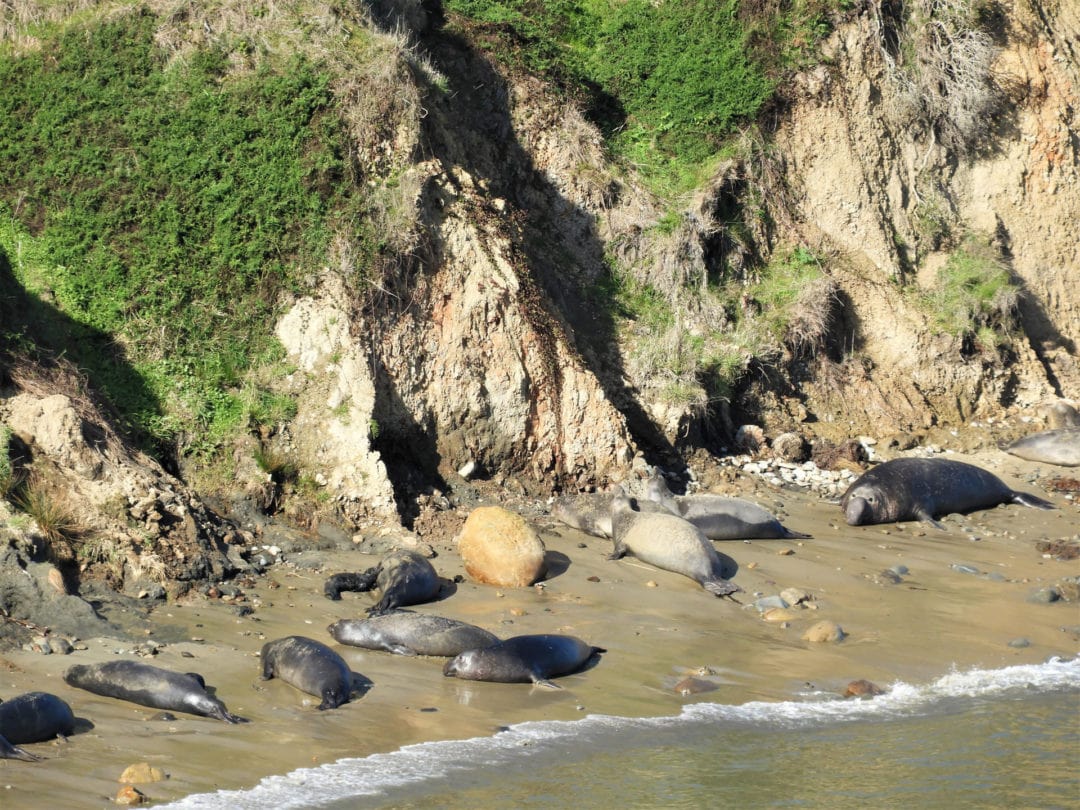 A group of elephant seals on the beach with cliffs towering above them.
