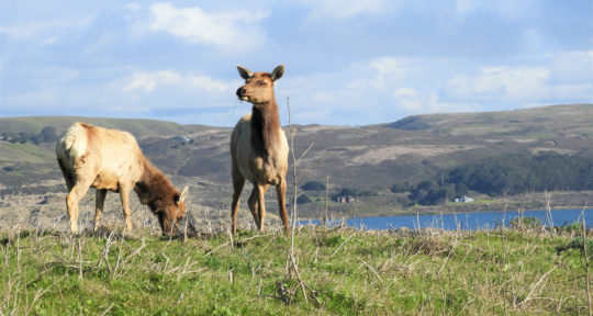 Tule elk are at the center of an epic conservation battle on Point Reyes National Seashore