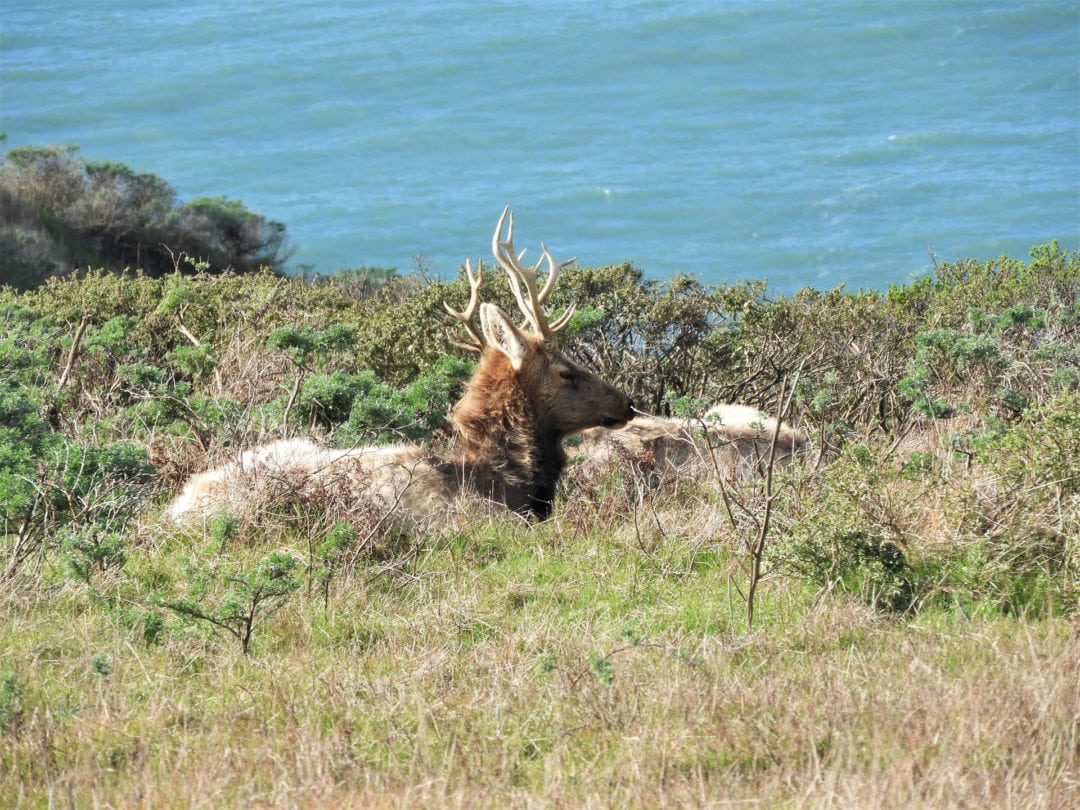 Elk relaxing on a bluff overlooking the Pacific Ocean.