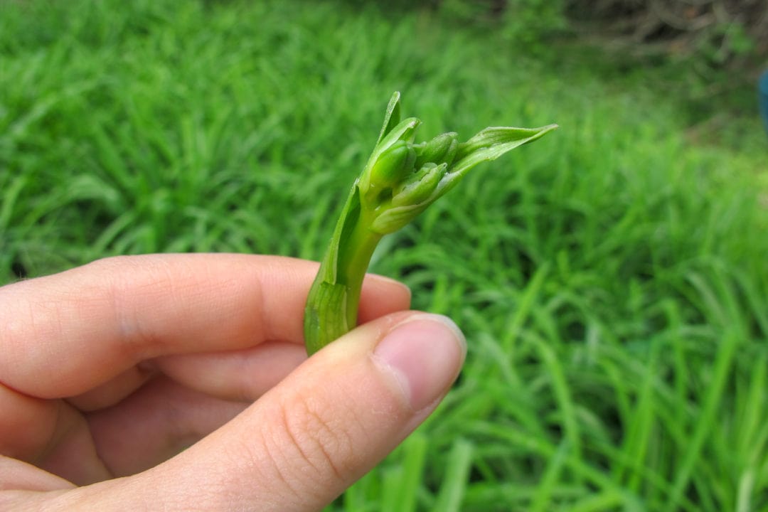 The very young buds of a Ditch Lily, which are edible before flowering.
