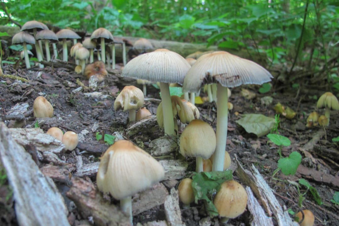 Mushrooms are a popular plant to forage for, but you must educate yourself and be wary of poisonous varieties