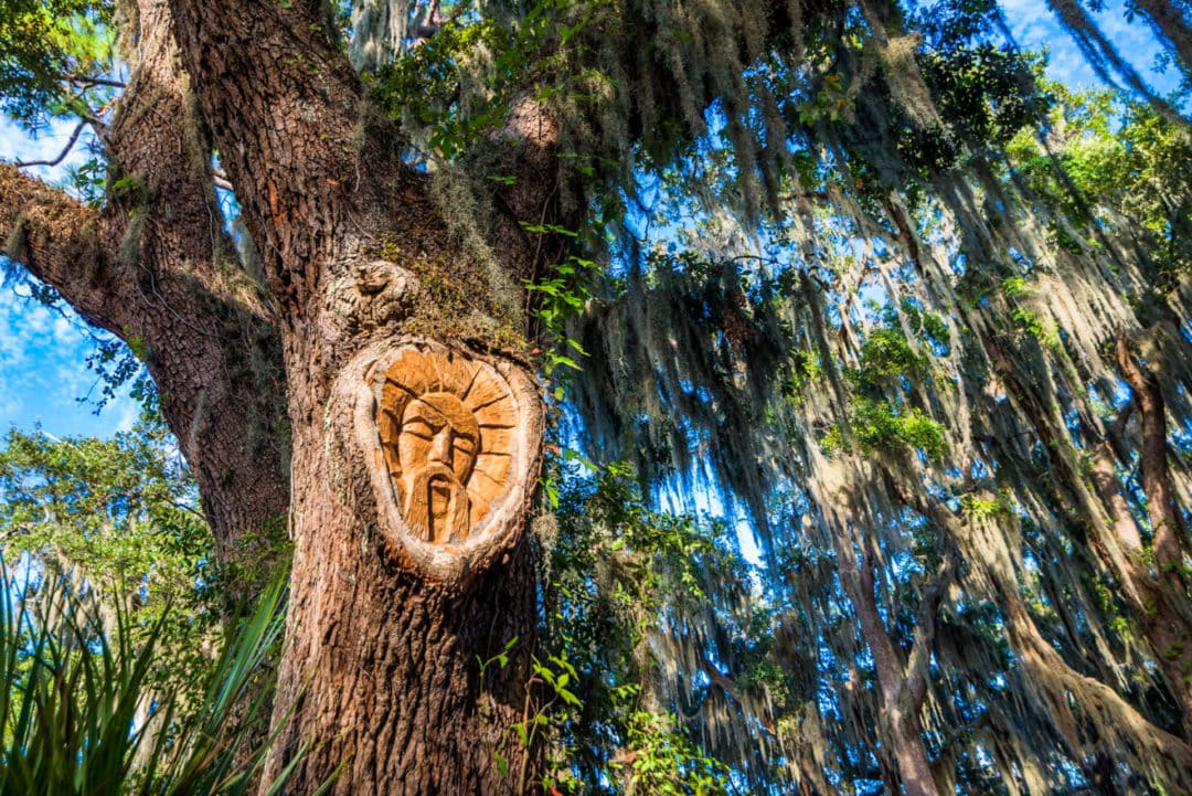 A face carved into an oak tree dripping with Spanish Moss. 