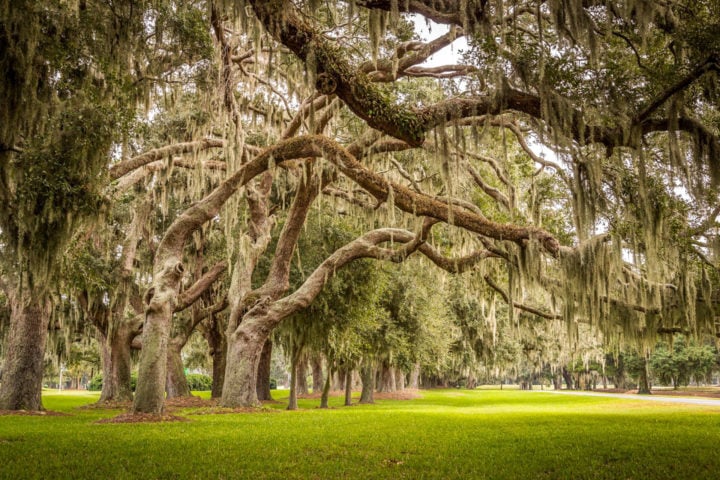 Intricately Carved Tree Spirits Bring A Sense Of Wonder To St Simons   St Simons Island Tree Spirits 7 720x480 