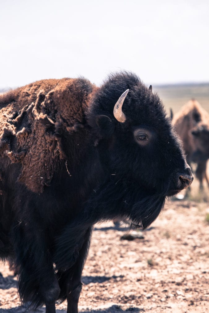 American bison.
