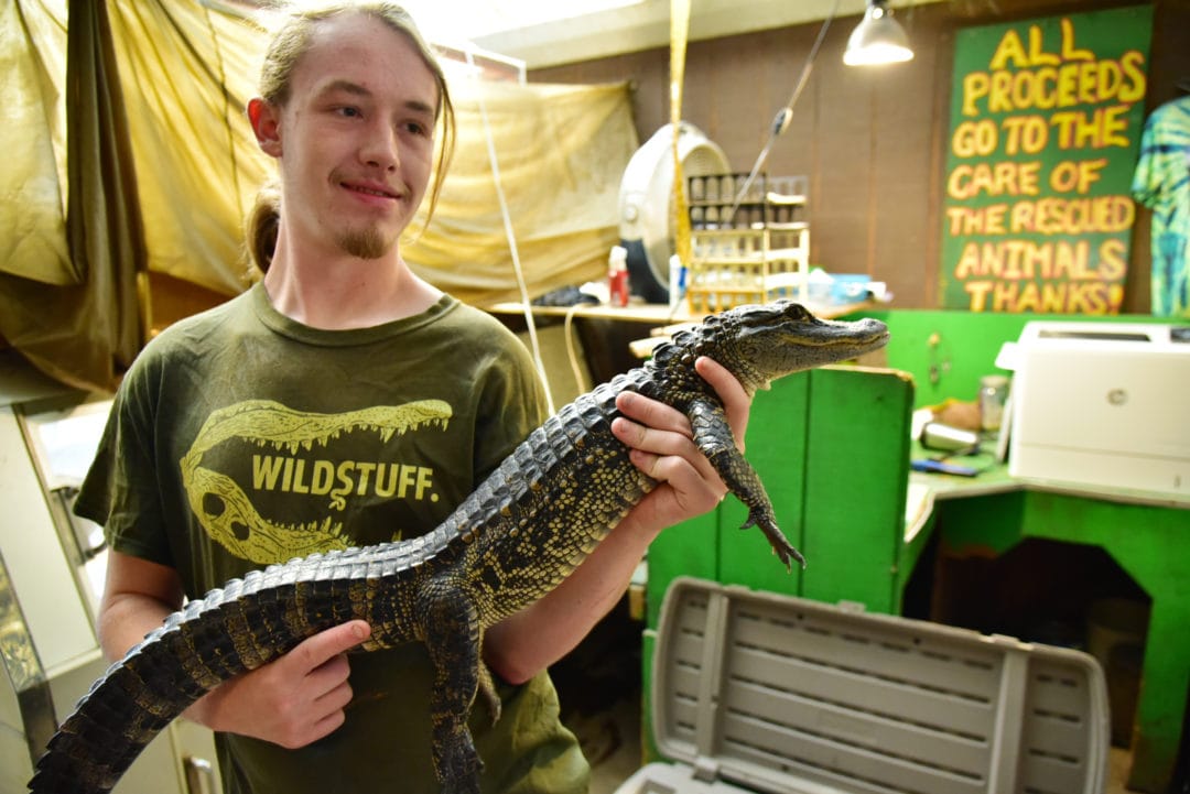 An employee holds up a baby alligator for visitors to hold