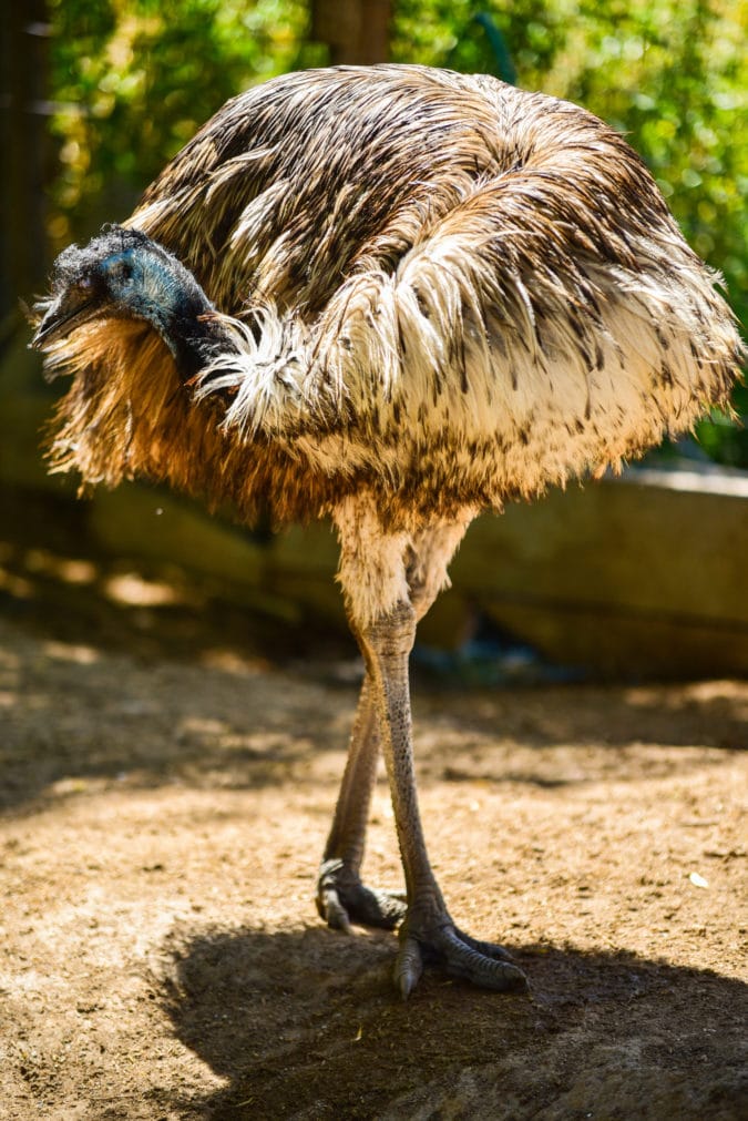 An emu bird in the park.