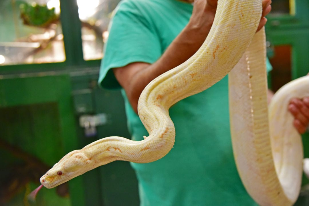 Visitors can get close to a Burmese python.