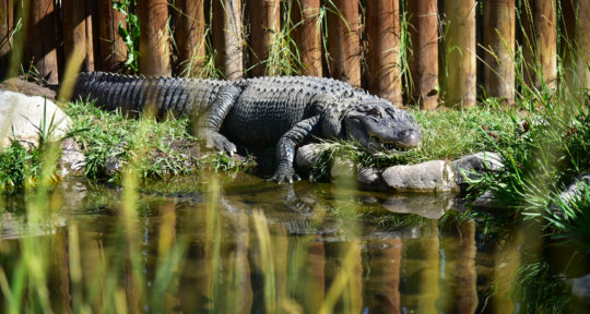 Meet ‘the largest alligator in the West’ at an exotic pet sanctuary in Colorado’s high desert