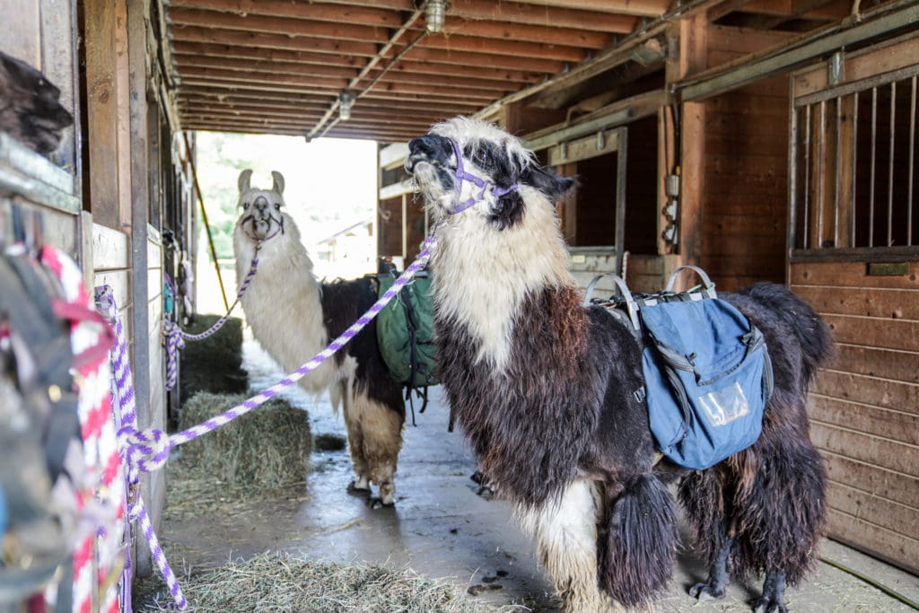 Dakota Ridge offers farm tours, guided llama treks, pet therapy, and educational visits, as well as sales, rescue, and re-homing of llamas