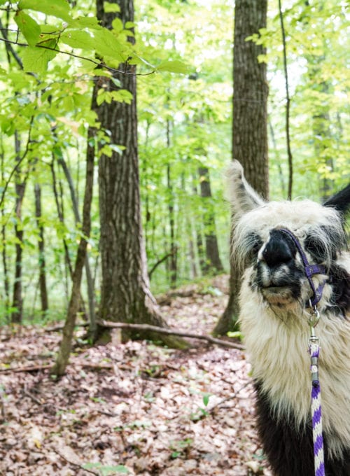 More llamas, less drama: A walk in the woods with the regal residents of Dakota Ridge Farm