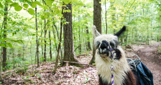 More llamas, less drama: A walk in the woods with the regal residents of Dakota Ridge Farm