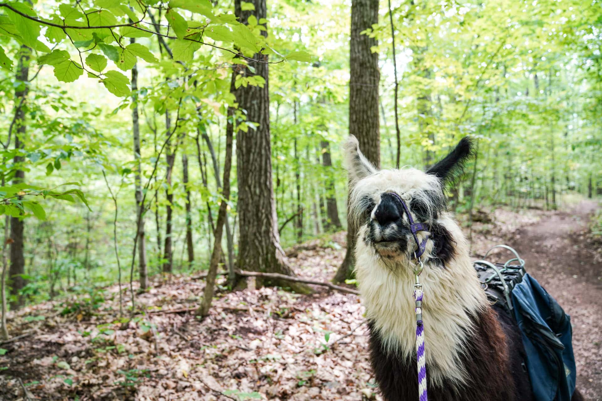 More llamas, less drama: A walk in the woods with the regal residents of  Dakota Ridge Farm - Roadtrippers