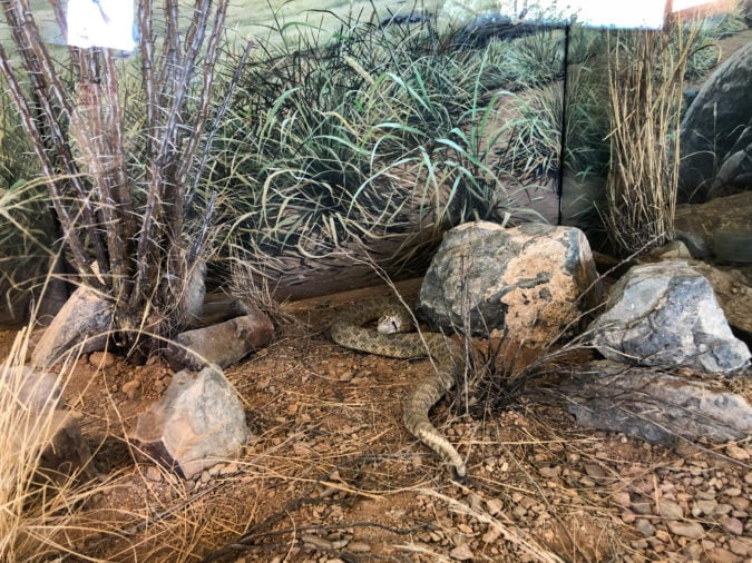 Arizona-Sonora Desert Museum rattlesnake exhibit 