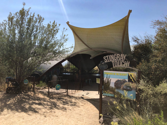 Arizona-Sonora Desert Museum stingray touch exhibit