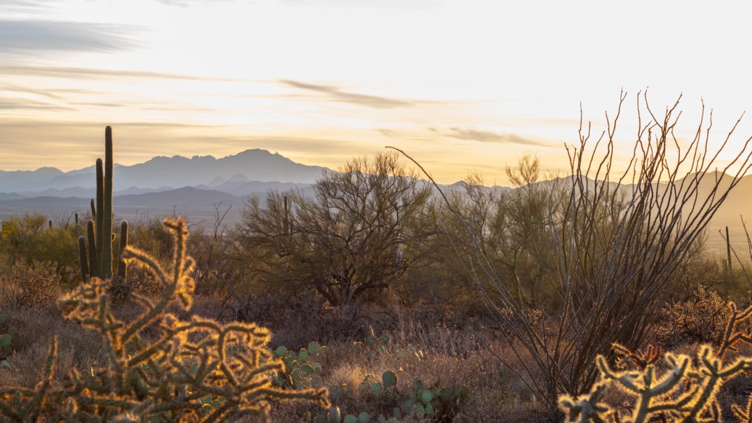 Sunset in Tucson Mountain District in Saguaro National Park