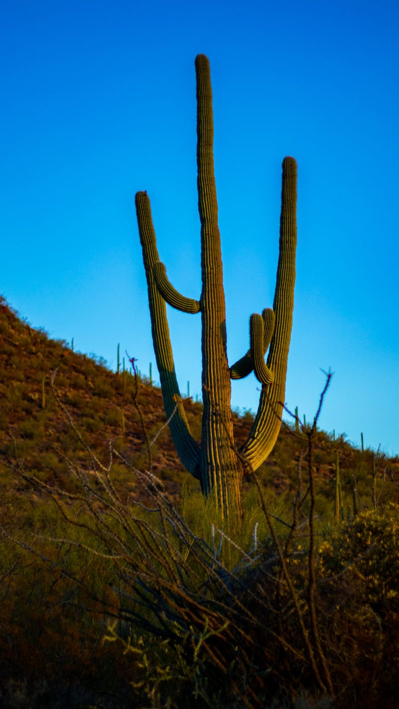 Tall saguaro cactus on hillside in Saguaro National Park